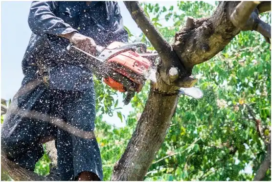 tree services Forestville